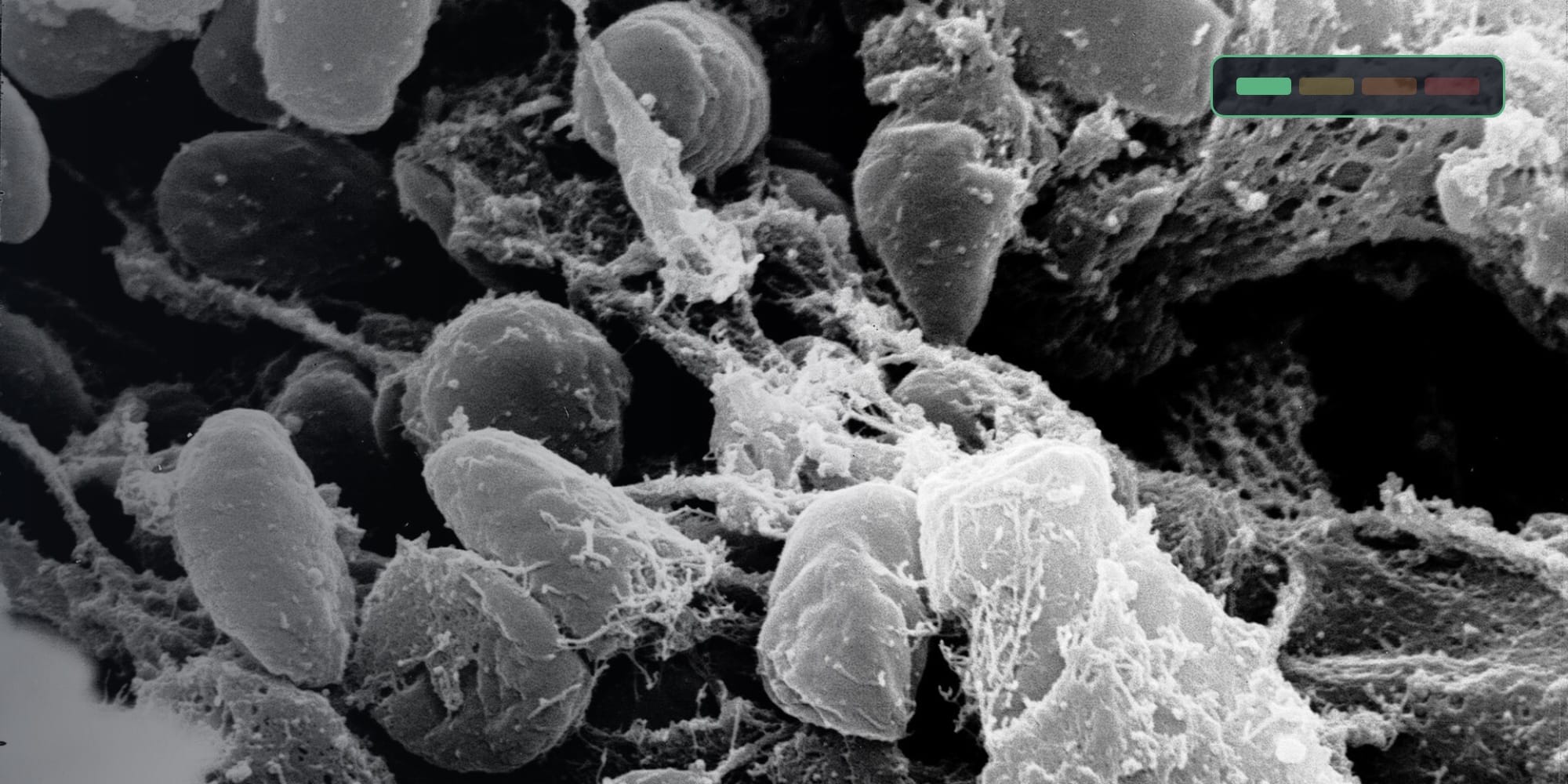 Colorized scanning electron micrograph of Yersinia pestis, the plague bacterium, with the tracker's LOW rating strip